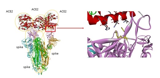 코로나19 스파이크 단백질과 세포수용체의 결합체 구조 안정성.  (빨간색: 세포수용체(ACE2), 보라색: 코로나19 바이러스 S1 RBD)