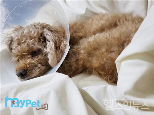 방광결석 수술 후 회복 중인 강아지 제공 : 마이펫플러스