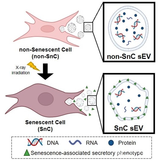 AFM-Raman 종합적 분석을 통해 밝혀진 정상(non-SnC)과 노화 세포(SnC) 유래 엑소좀(sEV)의 생물리적 특성 모식도