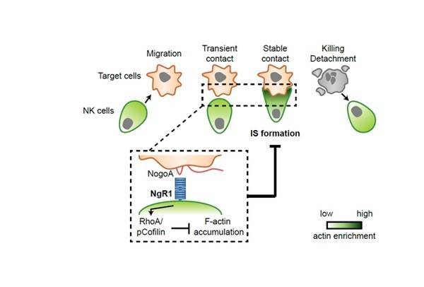 암만 선택하는 세포가 있다? NK세포! [AHCC 박사]
