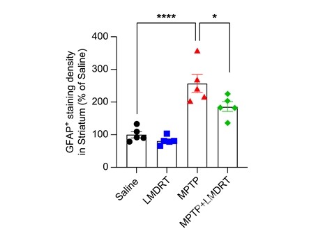 신경염증 인자 GFAP(glial fibrillary acidic protein) 발현 비교. 방사선을 쪼이지 않은 파킨슨질환군(MPTP)에 비해 중저선량 방사선을 쪼인 파킨슨질환군(MPTP+LMDRT)이 GFAP 20% 가량 감소