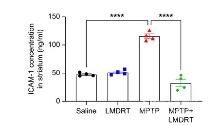 염증 단백질 ICAM-1(intercellular adhesion molecule-1) 발현 비교. 방사선을 쪼이지 않은 파킨슨질환군(MPTP)에 비해 중저선량 방사선을 쪼인 파킨슨질환군(MPTP+LMDRT)이 ICAM 75% 가량 감소