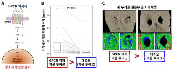(A) GPCR 억제제를 투여하면 세포 내 신호전달체계를 따라 PI3K, AKT, MDM2 단백질이 순차적으로 감소하고, 결과적으로 p53 단백질이 증가하여 줄기세포의 경조직 생성 세포로의 분화를 촉진한다.(B) 성견 치아에 GPCR 억제 약물을 투여한 경우 투여하지 않은 대조군과 비교하여 많은 양의 경조직이 재생되는 것을 확인했다.(C) 쥐 두개골 결손부에 GPCR 억제 약물을 투여한 경우 투여하지 않은 대조군과 비교하여 많은 양의 골조직이 재생되는 것을 확인했다.