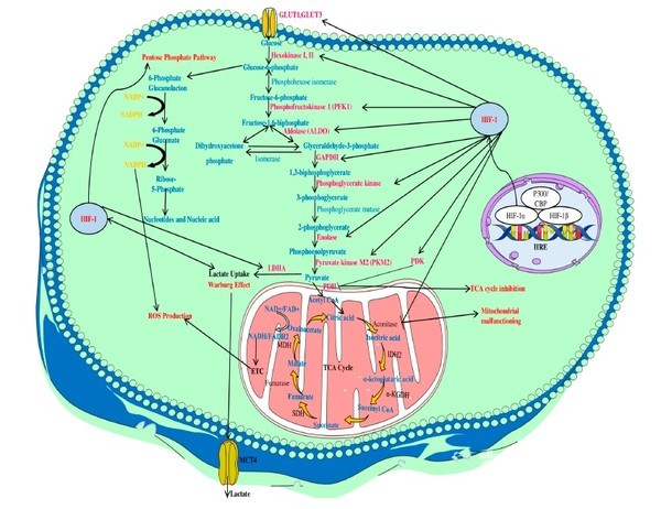 고형종양의 저산소상태에서 HIF-1α의 역할과 신호 전달계통